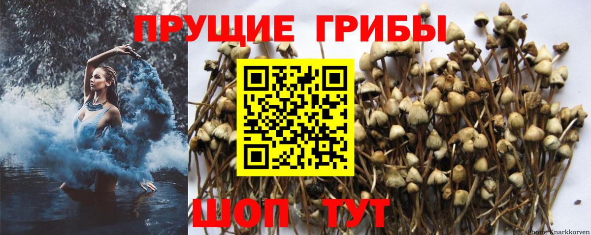 Галлюциногенные грибы Psilocybine cubensis Салехард